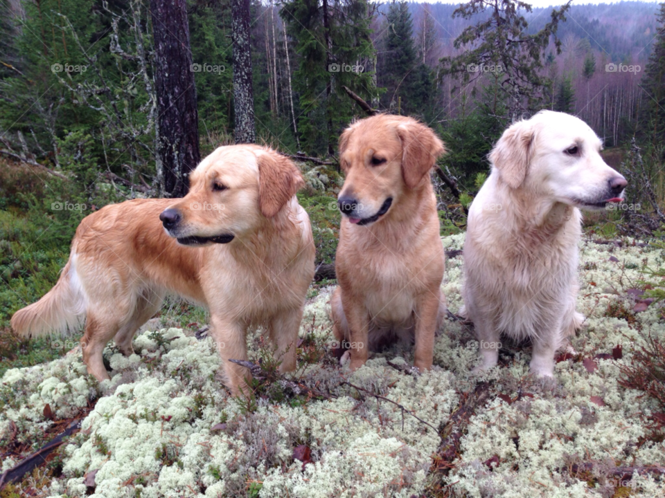 sweden dogs forrest golden retriever by macmillstreet.se