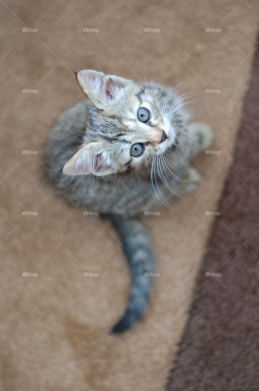 High angle view of kitten