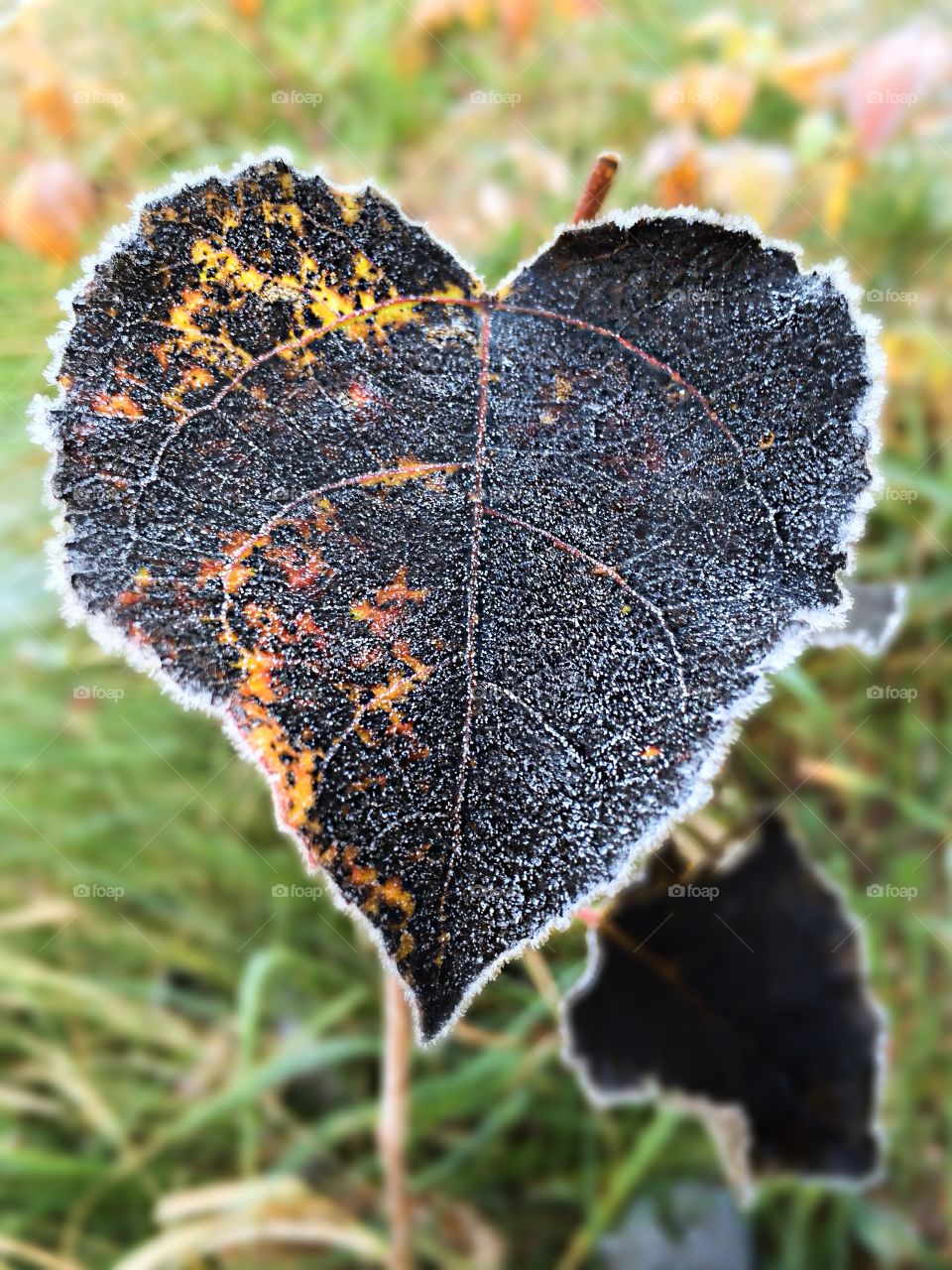 Close-up of frosty leaf