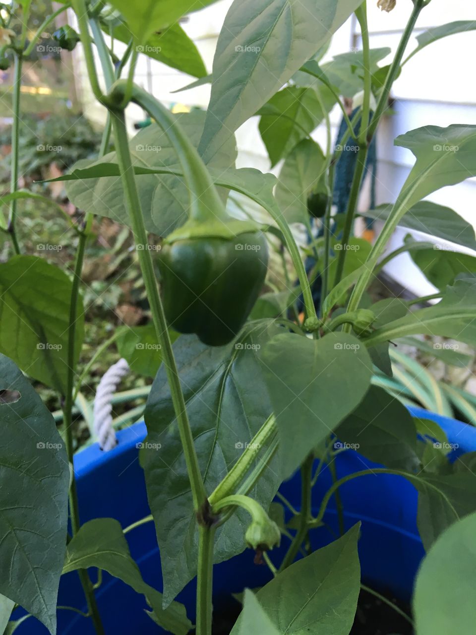 First bell pepper of the year and it’s October! Wow! A crazy year it’s been for plants.
