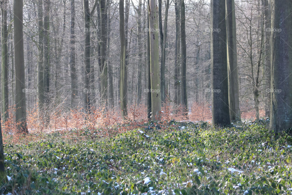 Forest in winter