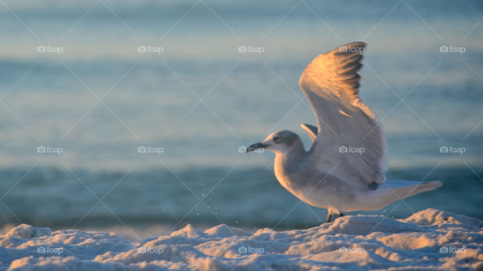 Seagull taking flight on a beach in the Gulf of Mexico