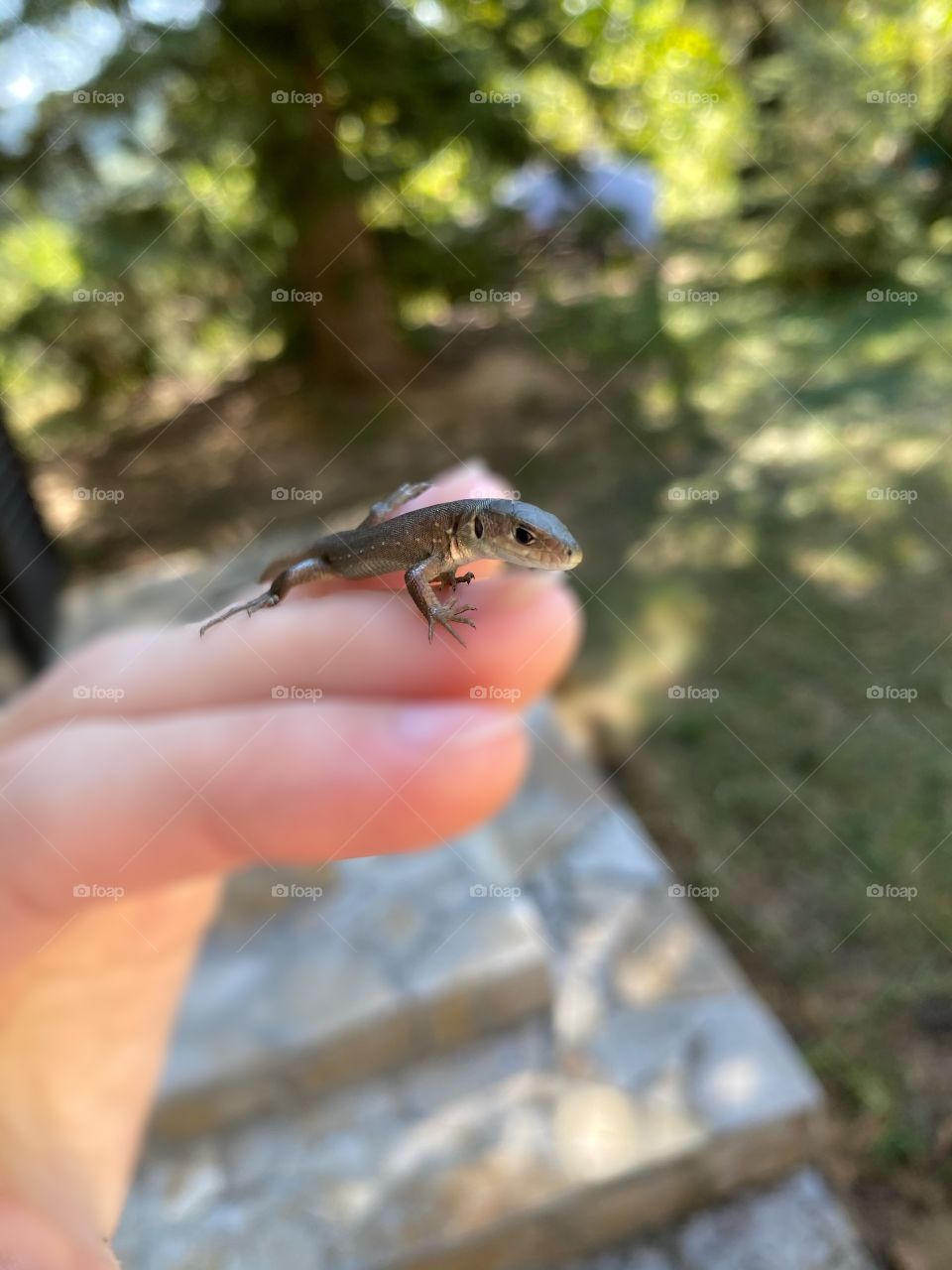 Cute 🥰🦎📸