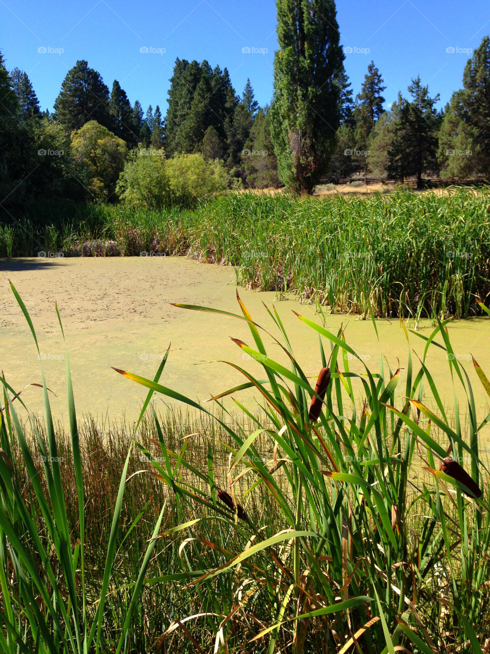 Cattails on the shores of a Central Oregon pond beginning to change from green to yellow fall colors on a beautiful sunny day with blue skies. 