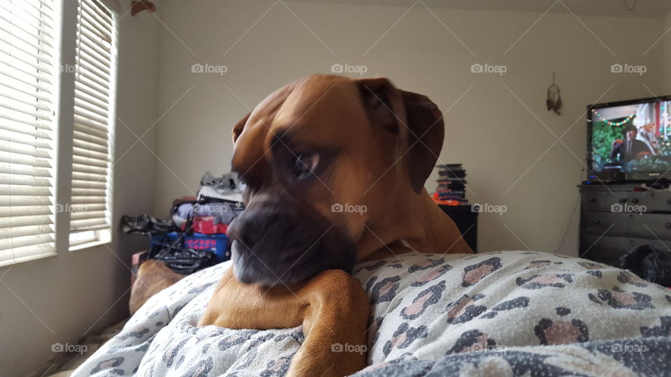 With a Face like this... this is Pollux, my 4 year old Boxer.  She is a lovebug and likes to snuggle.