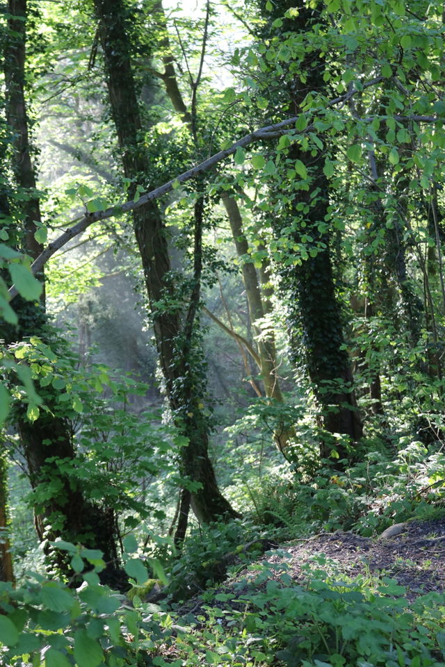 Woods 