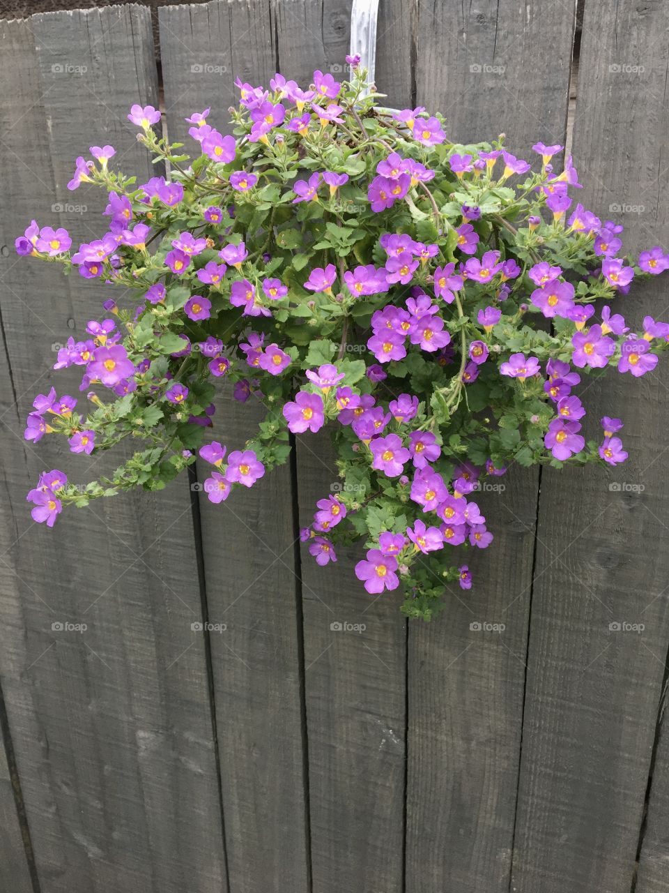 Purple flowers trailing from a hanging basket in my fence 