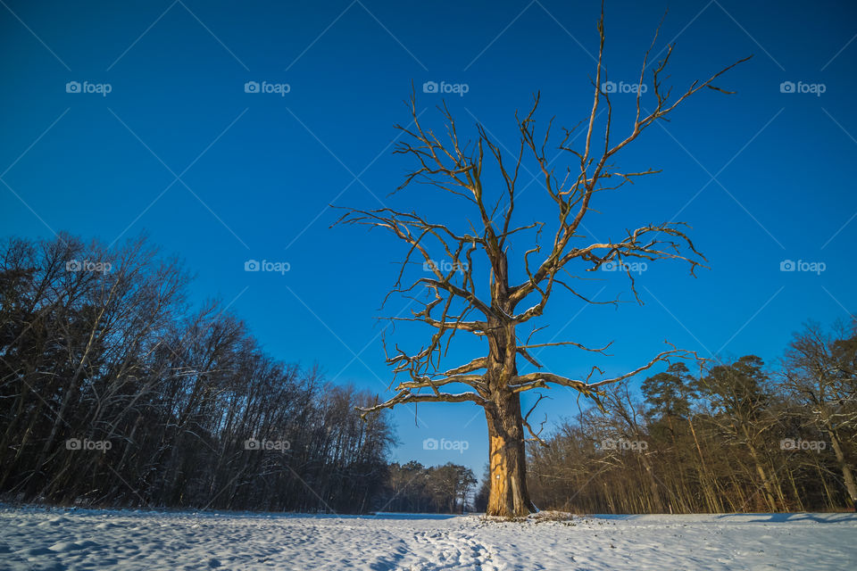 Old tree.