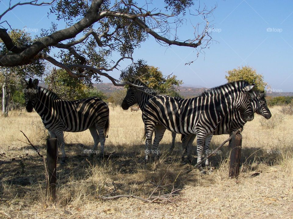 Zebras