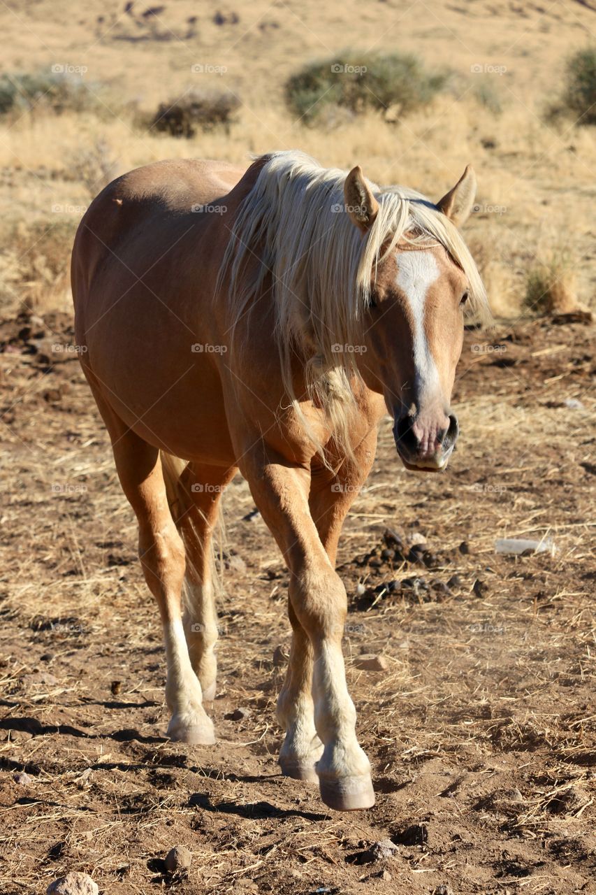 Wild American mustang stallion walking toward camera full body 