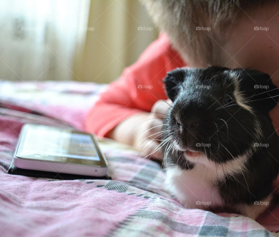 Guinea pig pet beautiful portrait home and child, love pet