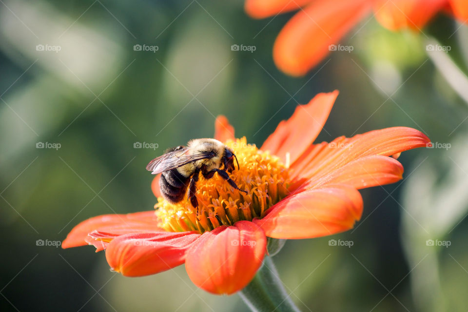 Close-up of bee on flower 