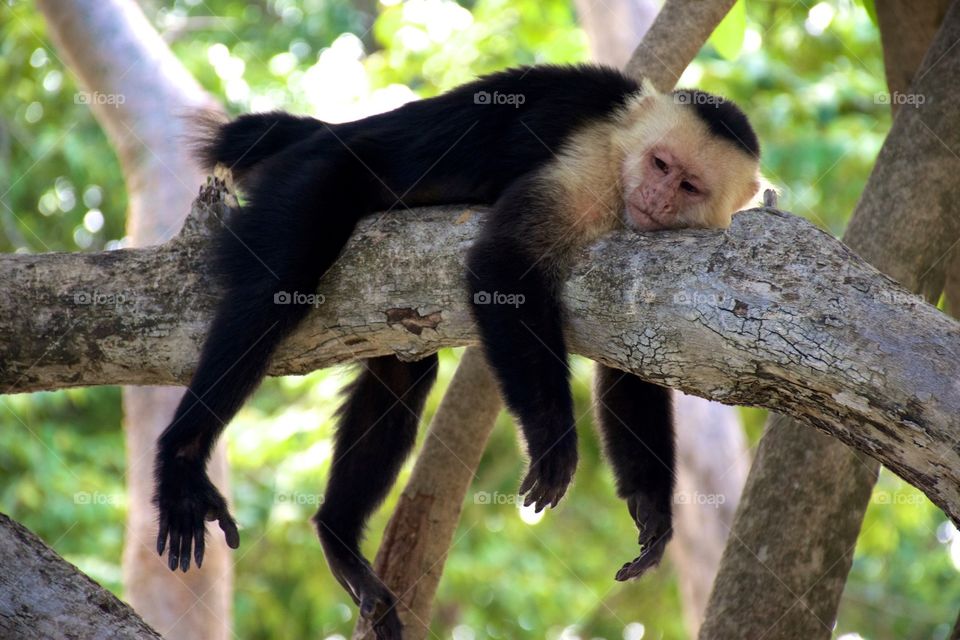 Costa Rican Monkey