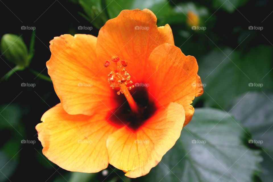 beautiful floral splendor