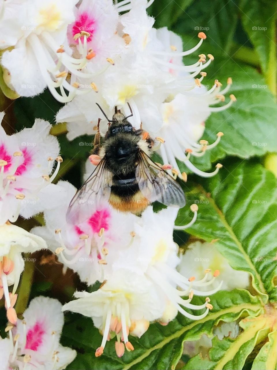 Beautiful Bumble Bee Beautiful White Chestnut Flowers Close Up Spring Time Photography 