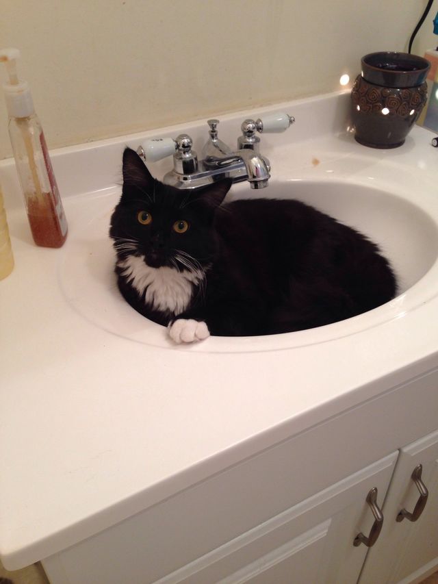Sink cat