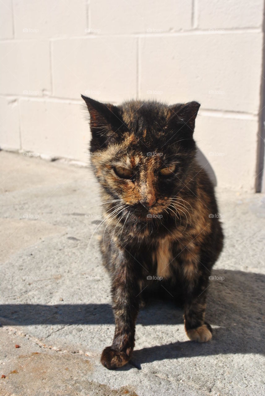 Close-up of a cat