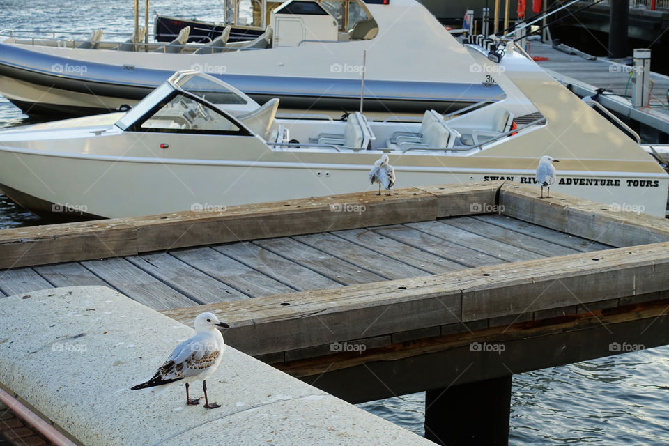 The view of Elizabeth Quay, Perth, Western Australia. Three seagulls are resting up near boats on the Swan River.