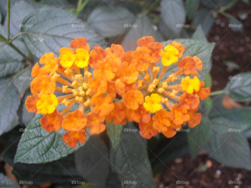 An Orange And Yellow Flower