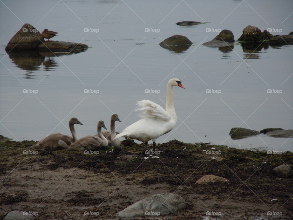 animal swan bird sea by MagnusPm