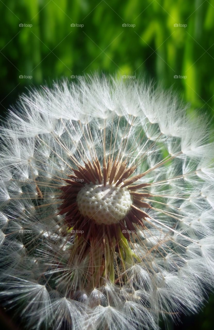 Dandelion seeds and wishes.