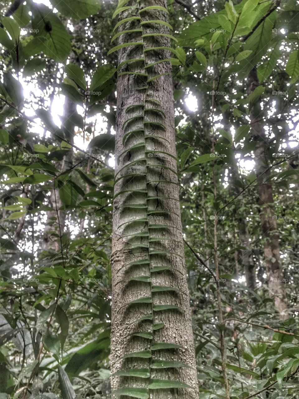 Vine pattern on tree. Amazon rainforest in Ecuador