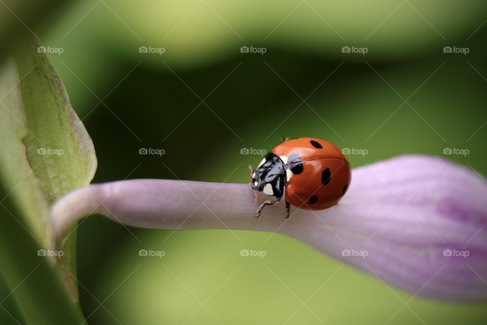 Ladybug closeup 