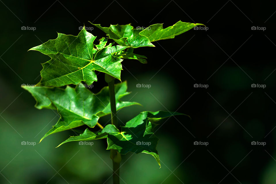 Leaf