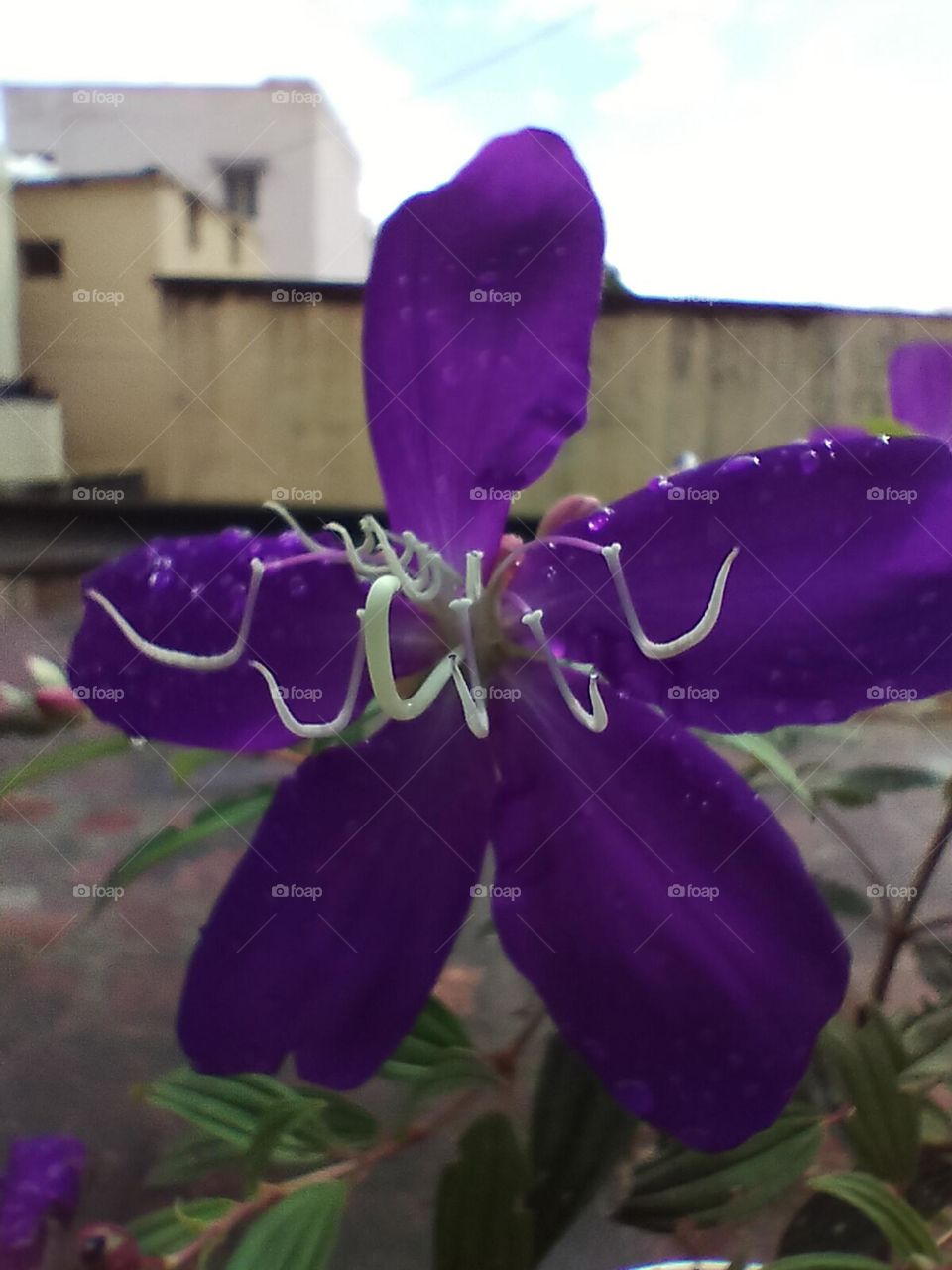 violet flower