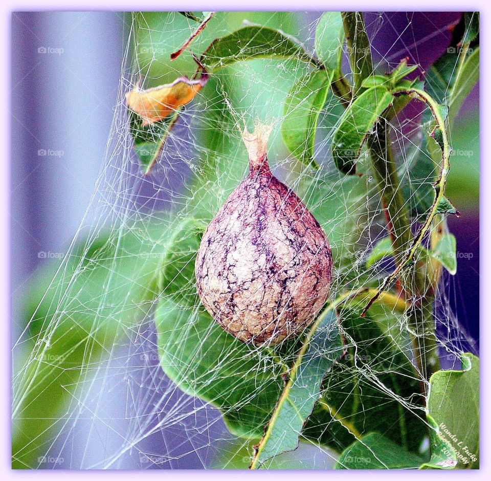 Garden Spider Nest