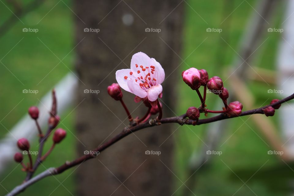 Cherry tree