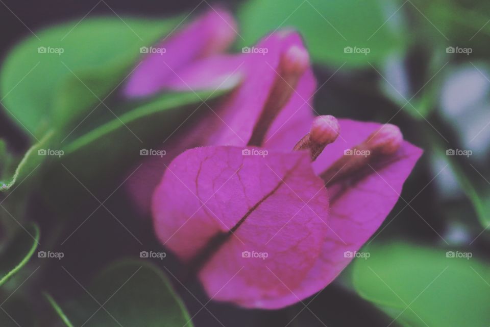 Nature, Flower, Flora, Leaf, No Person