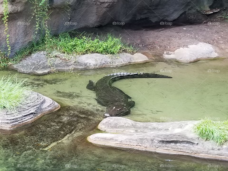 A Nile Crocodile cools himself from the hot summer sun.