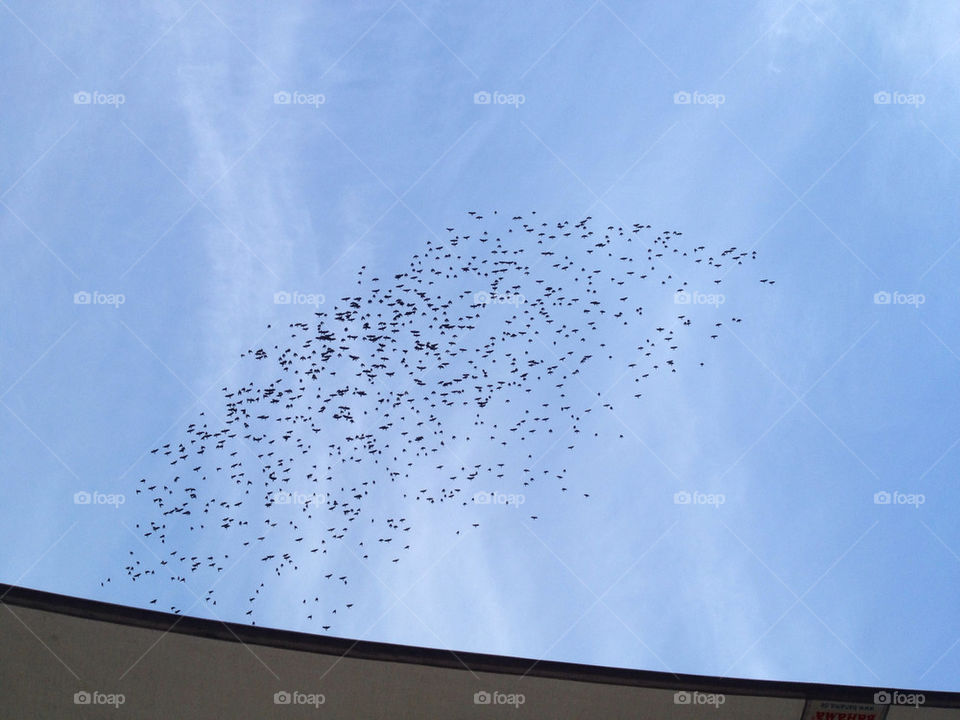 sky sweden stockholm birds by hkjohan