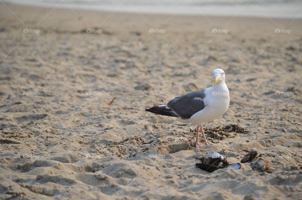 Seagull. Last beach trip of the summer