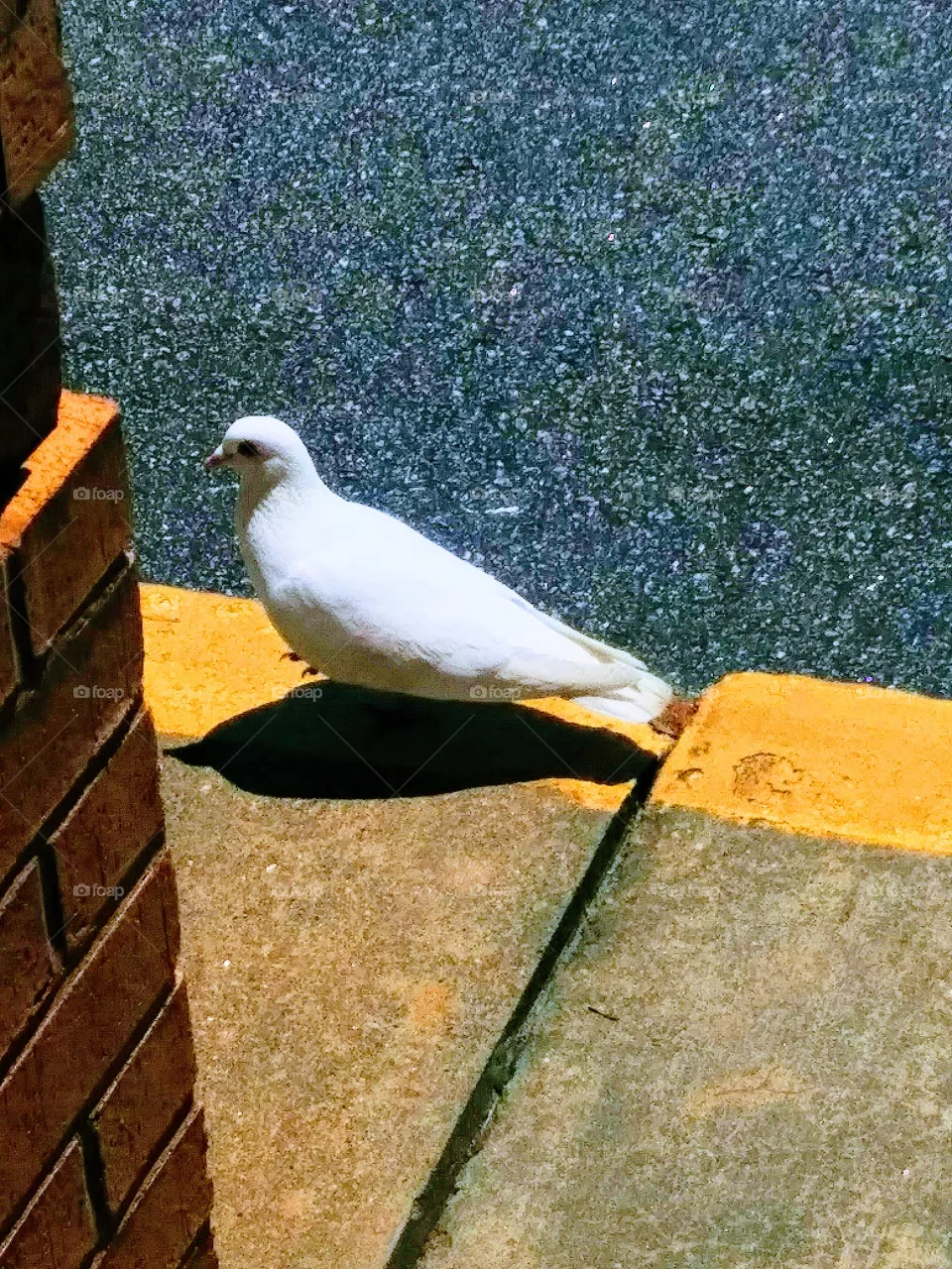 bird
