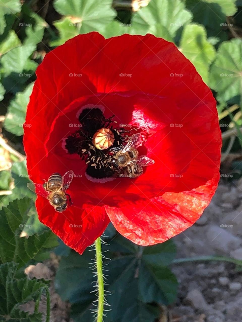 beautiful bee on red Rose
