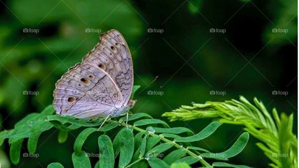 whute butterfly