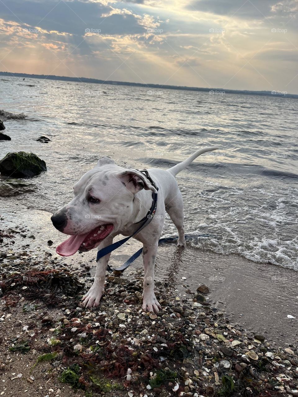 All white pit bull terrier plays with the incoming waves at dusk