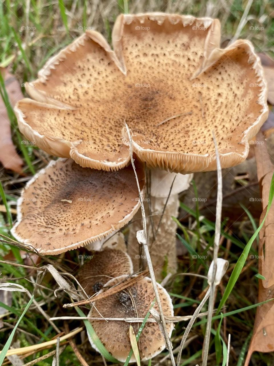 Mushroom 