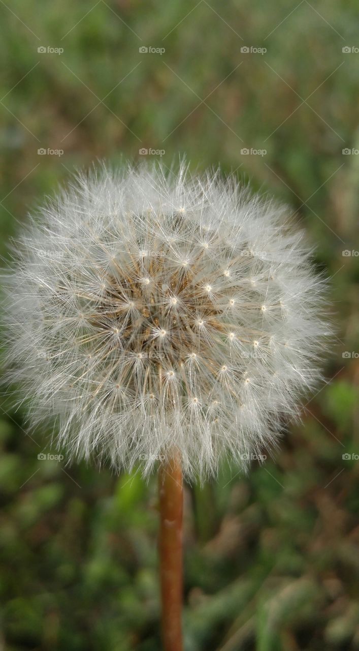 Close up dandelion. close up of a dandelion