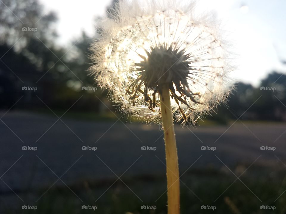 Dandelion Morning