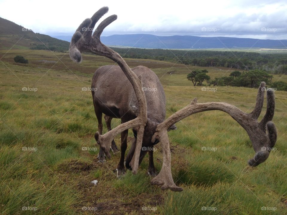 Elk grazing on grassy field