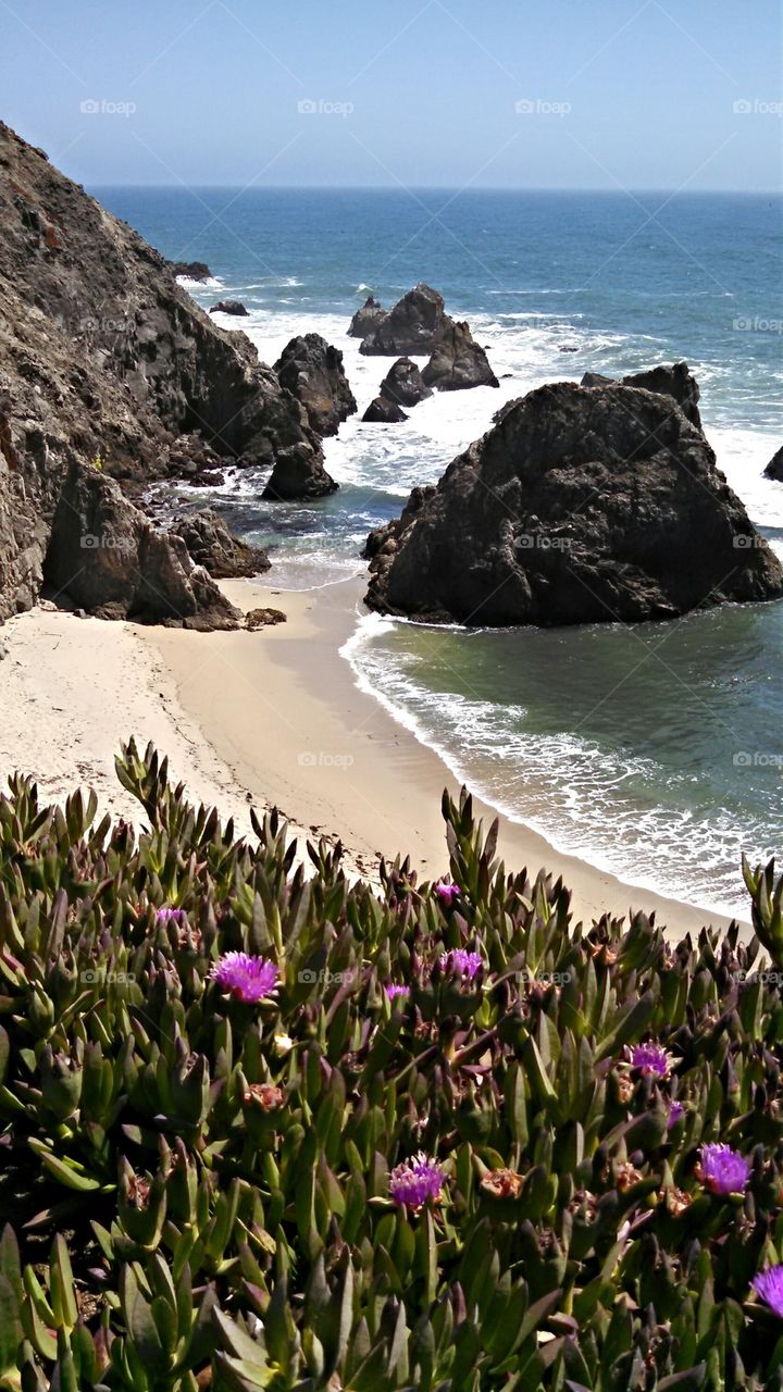 Bodega Bay Coastline