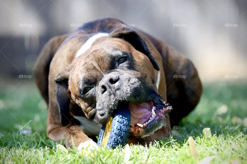chomp 