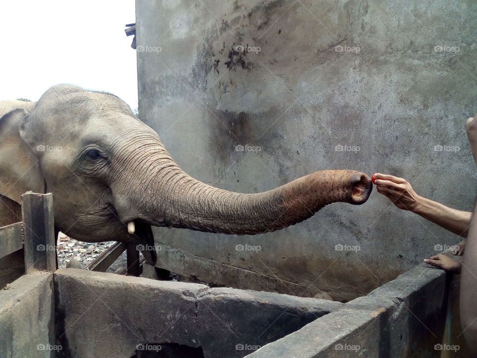 Feeding Wild Elephant 🐘