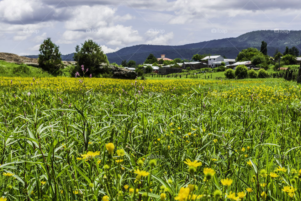 yellow flowers