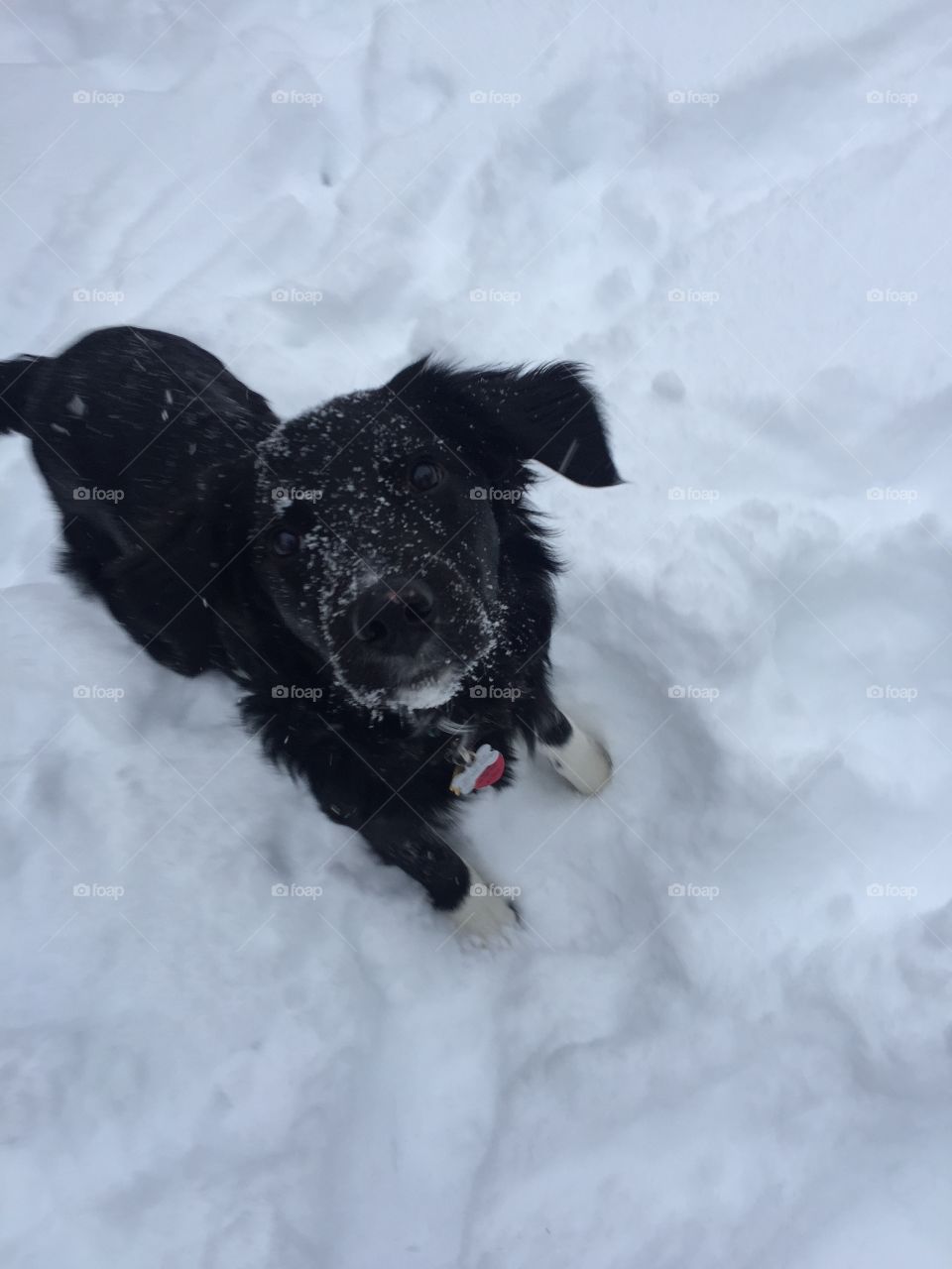 Pup in the snow