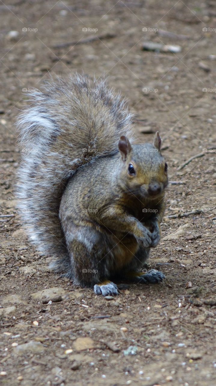 Squirrel 