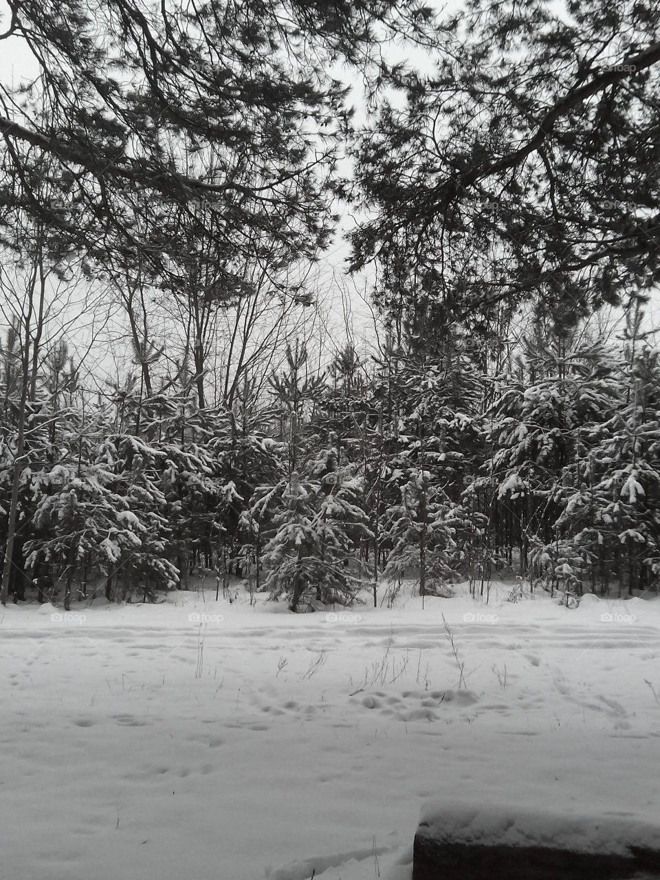 Tree, Landscape, No Person, Wood, Winter